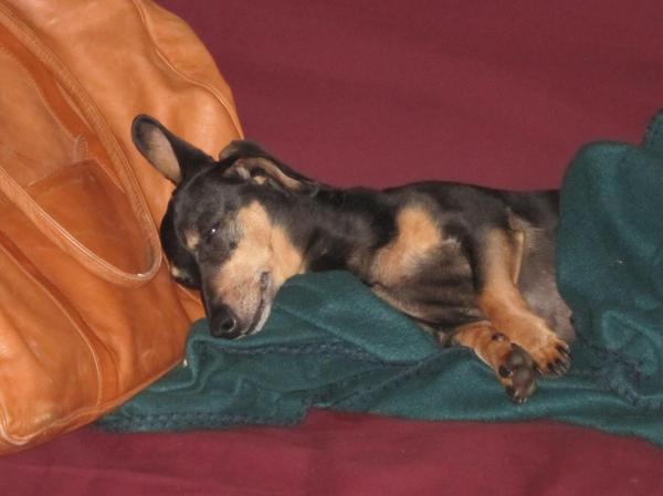 linus-headingoutthedoorassoonaslinusstopssnoozingonmybagokaythismaytakeawhile